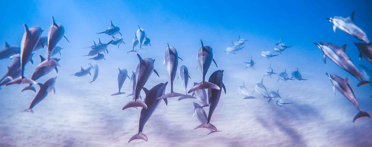 Trilogy Group Sales Banner